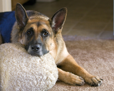 Borias_ball Borias_ball