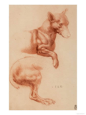 Leonardo_da_vinci_study_pomeranian