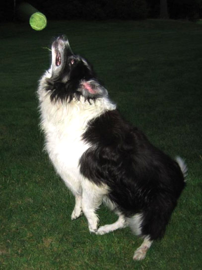 Memorial_tennis_ball_dog Memorial_tennis_ball_dog