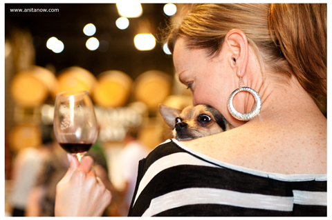 Chihuahua_mutt_lynch