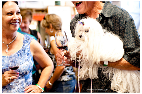 Mutt_lynch_white_dog