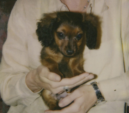 Darby_puppy_in_my_hands_post