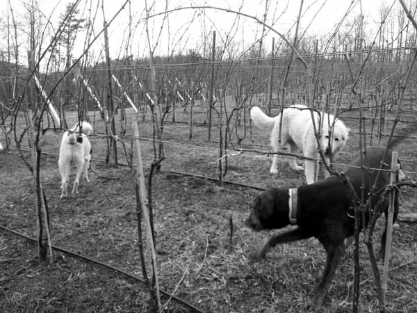 Black_and_white_photo_of_dogs_in_vineyard