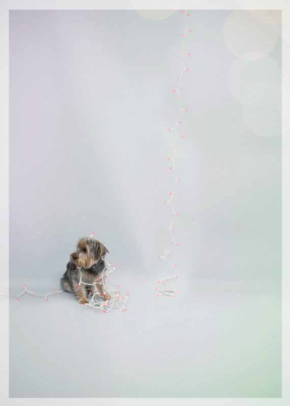 Dog-christmas-card-jared-dunn-3