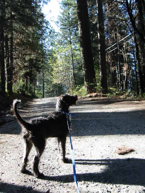 Tyler-foote-sky-pines Tyler-foote-sky-pines