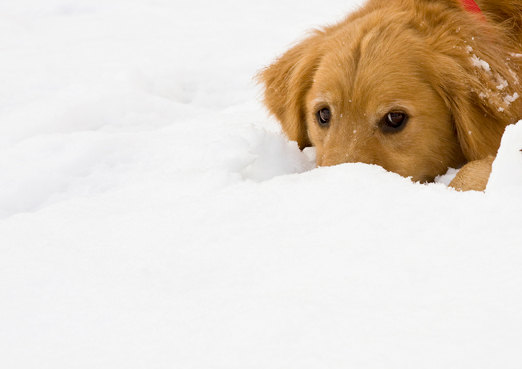 Golden-retriever-holiday-christmas-card
