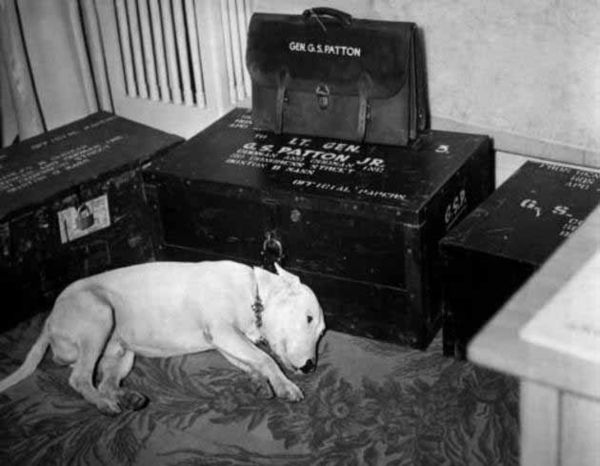 Photograph-George-S-Pattons-dog-willie-on-theday-of-his-death