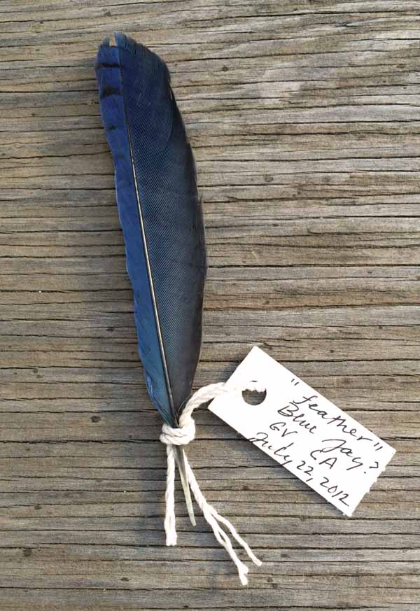 Tyler-Foote-Finds-Moira-McLaughlin-blue-jay-feather-600