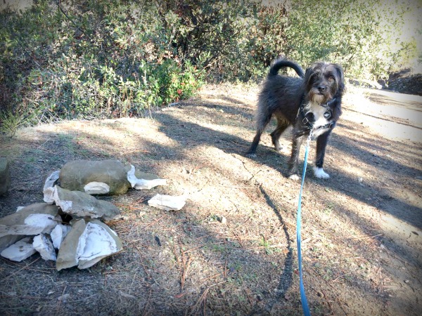 Tyler-foote-nevada-city-alchemy-golden-dog-poop-nevada-city-2