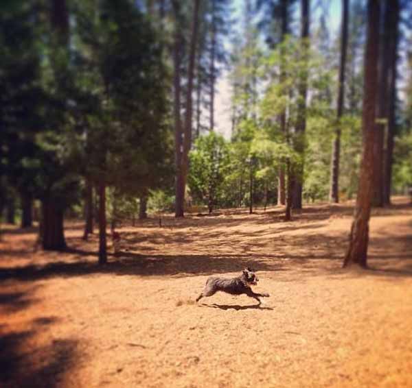 Tyler-foote-nevada-county-dog-park-moira-mclaughlin