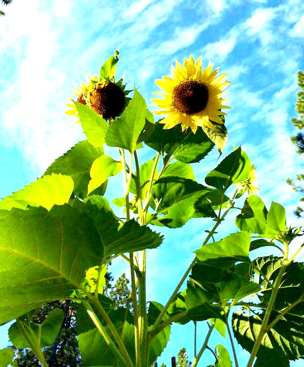 Sunflower-garden-low-res-enhanced