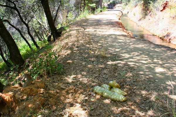 Nevada-city-alchemy-golden-dog-poop-daniel-brickman-2013-2