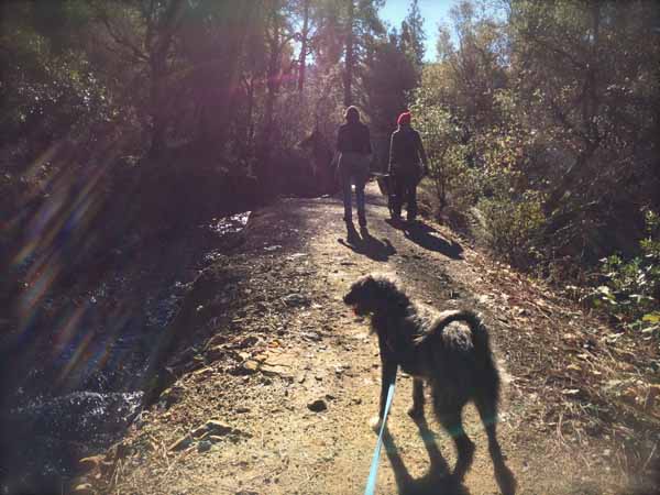 Tyler-foote-golden-dog-poop-nancy-fleming-nancy-nelson