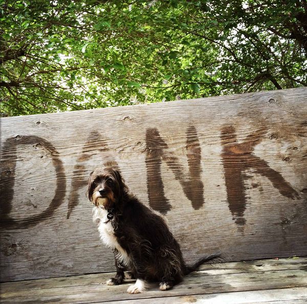 DANK-Tyler-Foote-photograph-by-Moira-Mclaughlin-2014