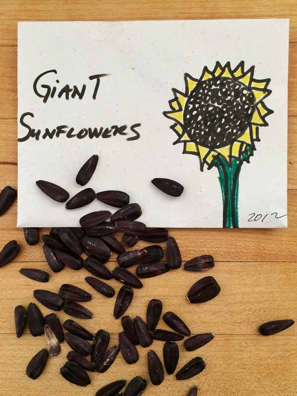 Sunflower-seeds-low-res