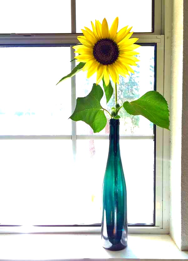 Sunflower-in-blue-vase-low-res-enhanced