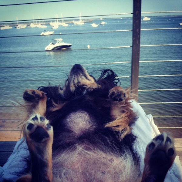 Amy-turner-dolly-in-provincetown-ma-2014