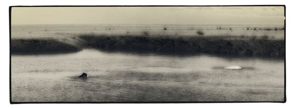 Mac-malamute-swwimming-photograph-by-chris-gibbs