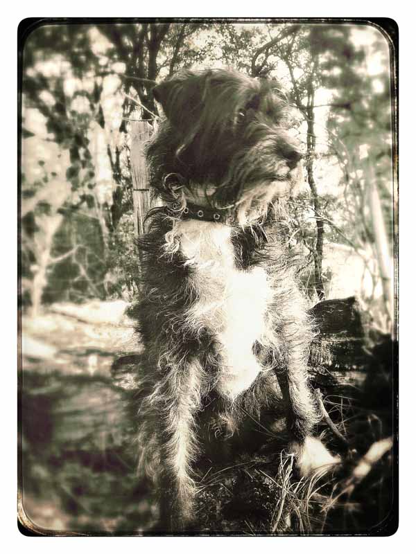 Tyler-Foote-B+W-tree-stump-600