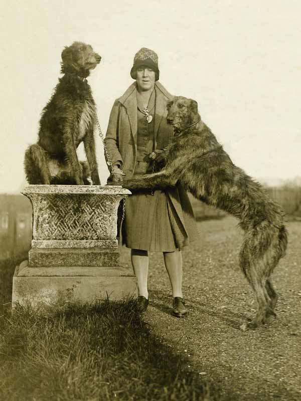 Vintage-photo-of-woman-with-two-scottish-deerhounds