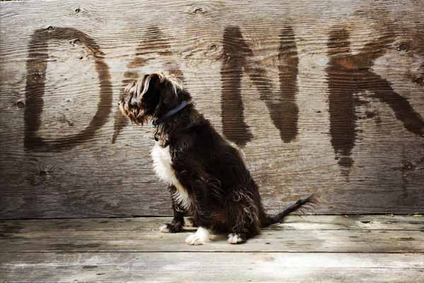 DANK-Tyler-Foote-2-post