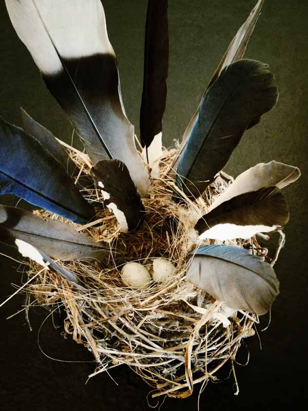 Dank-birds-nest-by-moira-mclaughlin-600