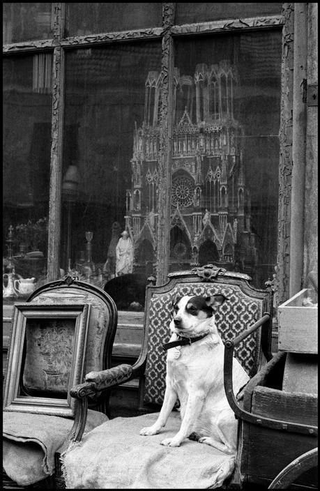 Notre-Dame-Cathedral-Dog-Inge-Morath-1958